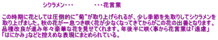 　　　　　　　　　　シクラメン・・・　　　　　・・・花言葉  この時期に花としては圧倒的に”菊”が取り上げられるが、少し季節を先取りしてシクラメンを 取り上げました。秋の花が一息つき咲く花が少なくなってきてからがこの花の出番となります。 品種改良が進み年々豪華な花を見せてくれます。年後半に咲く事から花言葉は「遠慮」 「はにかみ」などと控えめな表現にまとめられている。