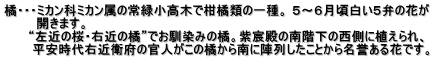 橘・・・ミカン科ミカン属の常緑小高木で柑橘類の一種。 ５～６月頃白い５弁の花が         開きます。       “左近の桜・右近の橘”でお馴染みの橘。紫宸殿の南階下の西側に植えられ、        平安時代右近衛府の官人がこの橘から南に陣列したことから名誉ある花です。