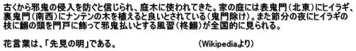 古くから邪鬼の侵入を防ぐと信じられ、庭木に使われてきた。家の庭には表鬼門（北東）にヒイラギ、 裏鬼門（南西）にナンテンの木を植えると良いとされている（鬼門除け）。また節分の夜にヒイラギの 枝に鰯の頭を門戸に飾って邪鬼払いとする風習（柊鰯）が全国的に見られる。  花言葉は、「先見の明」である。　　　　　　　　　　　　　（Wikipediaより） 