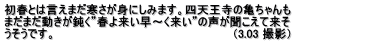 初春とは言えまだ寒さが身にしみます。四天王寺の亀ちゃんも まだまだ動きが鈍く”春よ来い早~く来い”の声が聞こえて来そ うそうです。 (3.03 撮影)