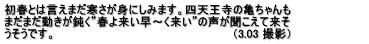 初春とは言えまだ寒さが身にしみます。四天王寺の亀ちゃんも まだまだ動きが鈍く”春よ来い早～く来い”の声が聞こえて来そ うそうです。　　　　　　　　　　　　　　　　　　　　　　（3.03 撮影）　　　　　　　　　