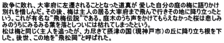 政争に敗れ、大宰府に左遷されることとなった道真が 愛した自分の庭の梅に語りかけ 別れを惜しんだ。その後、梅は主人の居る大宰府まで飛んで行きその地に降り立ったと いう。これが有名な”飛梅伝説”である。庭木のうち声をかけてもらえなかった桜は悲しみ みのうちにみるみる葉を落としついには枯れてしまったという。 松は梅と同じく主人を追ったが、力尽きて摂津の国（現神戸市）の丘に降り立ち根を下 した。後世、この地を”飛松岡”と呼ばれた。 