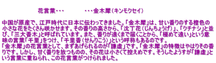  　　　　　　　　　花言葉・・・　　　　　・・・金木犀（キンモクセイ）  中国が原産で、江戸時代に日本に伝わってきました。「金木犀」は、甘い香りのする橙色の 小さな花をたくさん咲かせます。その香りの高さから、「沈丁花（じんちょうげ）」、「クチナシ」と並 び、「三大香木」と呼ばれています。また、香りが遠くまで届くことから、「極めて遠い」という意 味の言葉「千里」をつけ、「千里香（せんりこう）」という呼称もあるのです。 「金木犀」の花言葉として、まずあげられるのが「謙虚」です。「金木犀」の特徴はやはりその香 りです。しかし、甘く香りを放つものの、その花は小さくて控えめです。そうしたようすが「謙虚」と いう言葉に重ねられ、この花言葉がつけられました。
